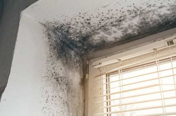 Affordable Mold Cleanup solutions in Belle Haven, VA