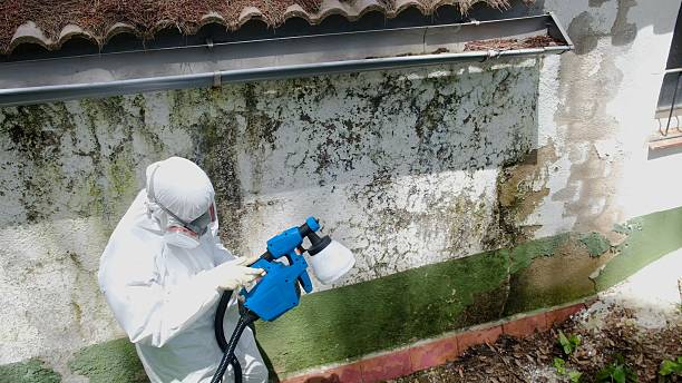 Top rated local Mold Cleanup specialists in Belle Haven, VA
